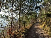 12 Anche abeti nel bosco